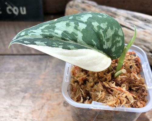スキンダプサス マヤリ SCINDAPSUS MAYARI Amazon｜スキンダプサス マヤリ斑入りScindapsus Pictus