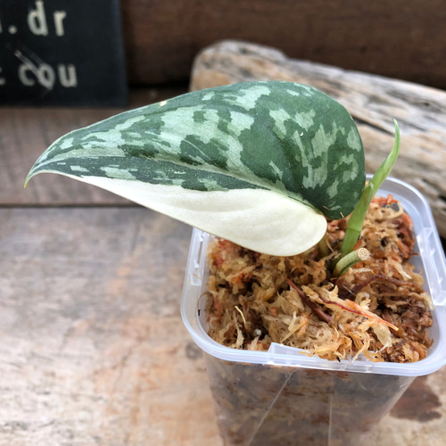 スキンダプサス ピクタス マヤリ Scindapsus Pictus variegata “Mayari