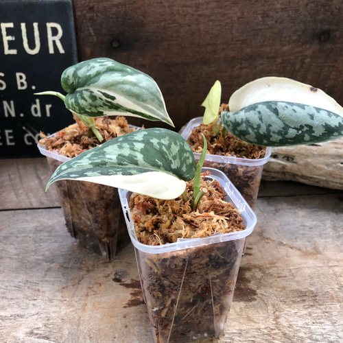 人気の新作 スキンダプサス ピクタス variegata Pictus Scindapsus マヤリ その他観葉植物