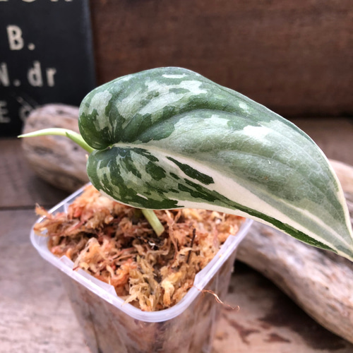 スキンダプサス ピクタス マヤリ Scindapsus Pictus variegata “Mayari