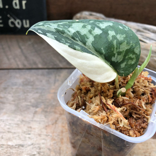 スキンダプサス ピクタス マヤリ Scindapsus Pictus variegata “Mayari