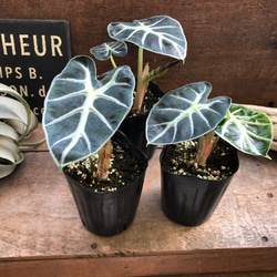 フィカス リラータの斑入り♡カシワバゴム♡希少♡観葉植物 アート