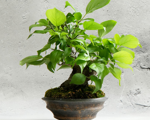 閑野淳　植木鉢 閑野淳 -deracine factory- 植木鉢 (釉薬ver.1) pot V | pl