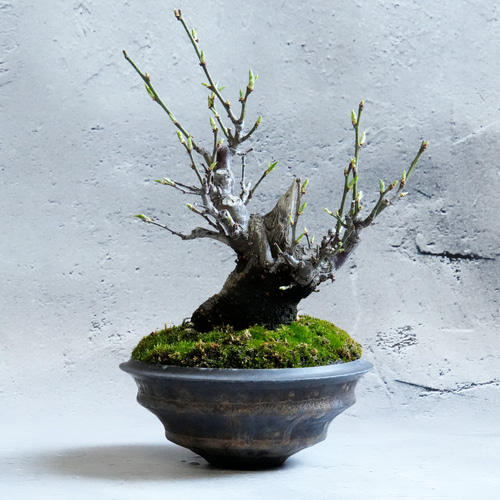 閑野淳　植木鉢 閑野淳 -deracine factory- 植木鉢 (釉薬ver.1) pot V | pl