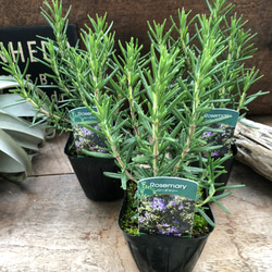 スキンダプサス ピクタス マヤリ Scindapsus Pictus variegata “Mayari