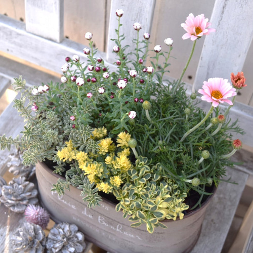 ローダンセマム」のナチュラル寄せ植え ※寄せ植えセット 鉢花 寄せ植え