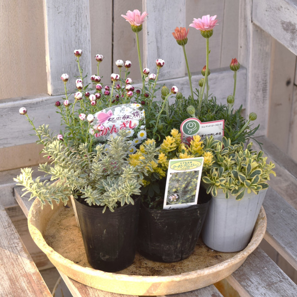 ローダンセマム 苗♡かわいいお庭♡ガーデン ガーデニング 春 現品販売