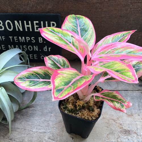 アグラオネマ ロータス デライト「Aglaonema Lotus Delight」♡大