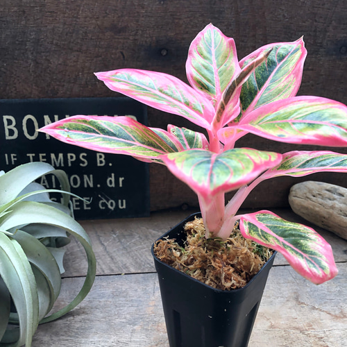 アグラオネマ ロータス デライト「Aglaonema Lotus Delight」♡大