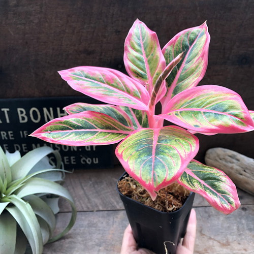 アグラオネマ ロータス デライト「Aglaonema Lotus Delight」♡大