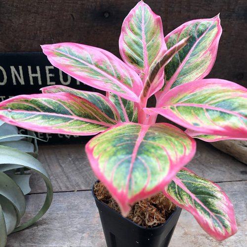 アグラオネマ ロータス デライト「Aglaonema Lotus Delight」♡大