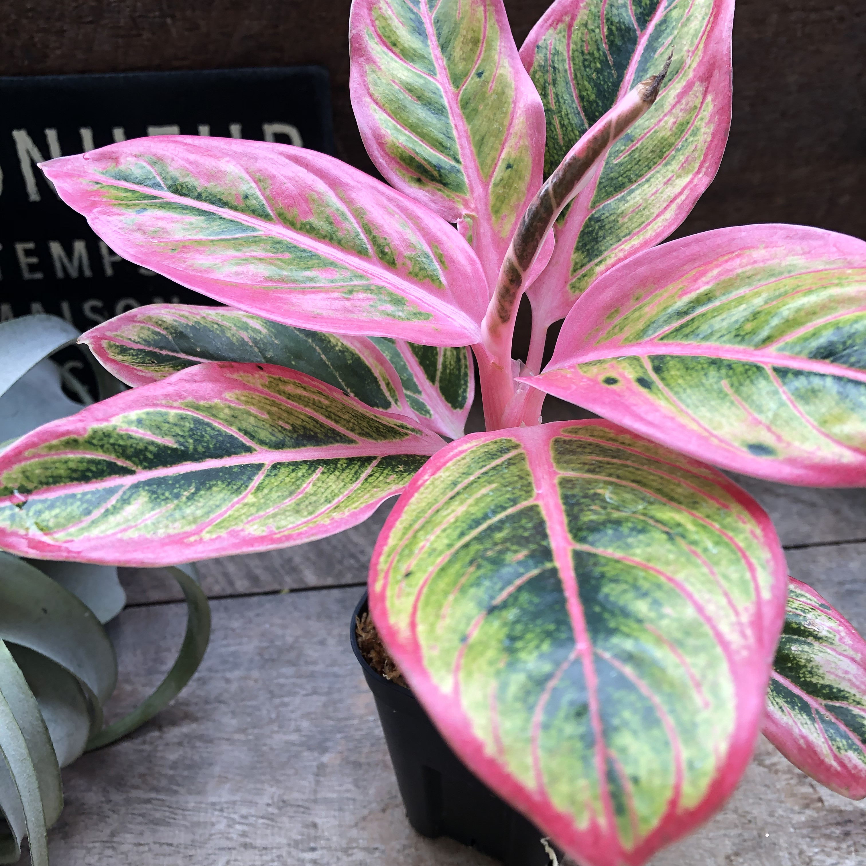 Aglaonema Lotus Delight      18836870Creema