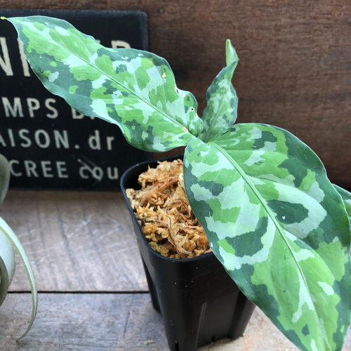 アグラオネマ ピクタム トリカラー♡迷彩柄♡観葉植物♡ アート