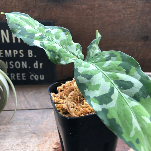 アグラオネマ ピクタム トリカラー♡迷彩柄♡観葉植物♡ アート