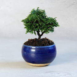 ボリューム大苗 パールアカシア ポット苗K ミモザ 苗 オージープランツ