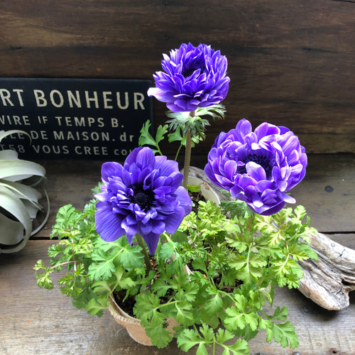 ブルー♡アネモネ ポルトダブル♡八重咲き♡アネモネ♡ガーデニング