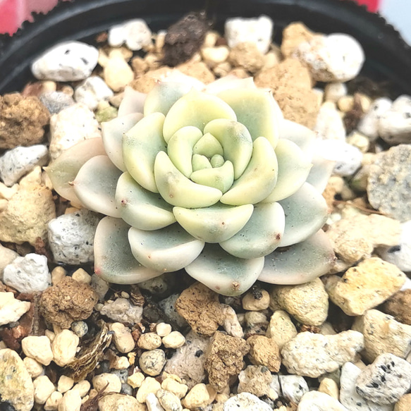 ◇099 ピンクプリティ錦 多肉植物 エケベリア 多肉植物 Chamii garden