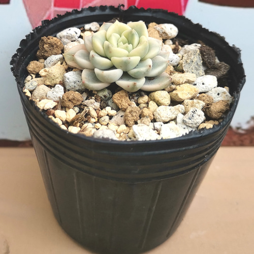 ◇099 ピンクプリティ錦 多肉植物 エケベリア 多肉植物 Chamii garden