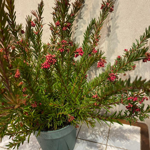 希少大株❗️グレビレア❤️ジョンエバンス 5号鉢 多肉植物