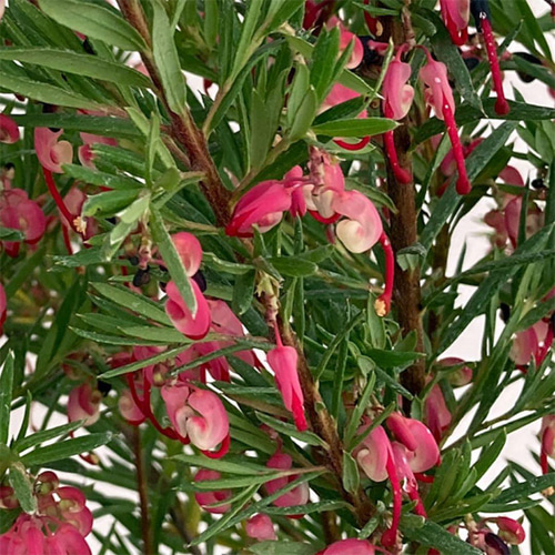 希少大株❗️グレビレア❤️ジョンエバンス 5号鉢 多肉植物