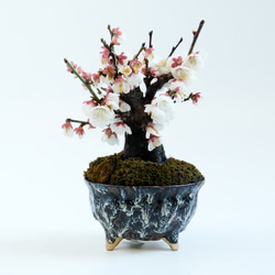 枝垂れ桜盆栽～荷月堂コラボ～＊陶板プレゼント＊ 盆栽 石井盆栽