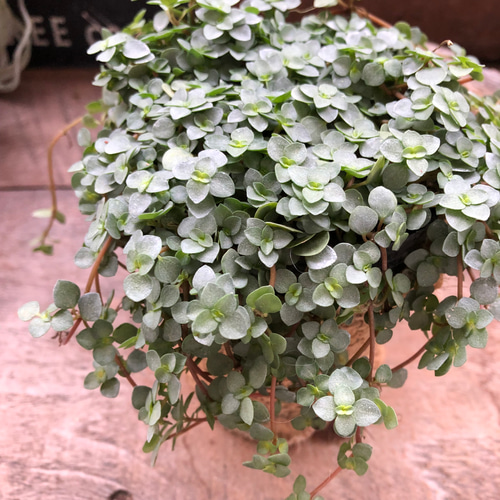 ピレアグラウカ♡垂れ下がり♡観葉植物♡這う植物♡ワイヤープランツ