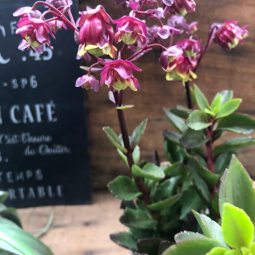 ドリーQ2♡新品♡八重咲きウェンディー♡カランコエ アートフラワー