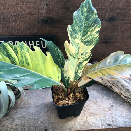 フィロデンドロン キャラメルマーブル① 斑入り バリエガータ 組織培養株 キャラメルマーブルバリエガータ♡希少♡フィロデンドロン♡観葉植物