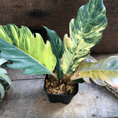 キャラメルマーブルバリエガータ♡希少♡フィロデンドロン♡観葉