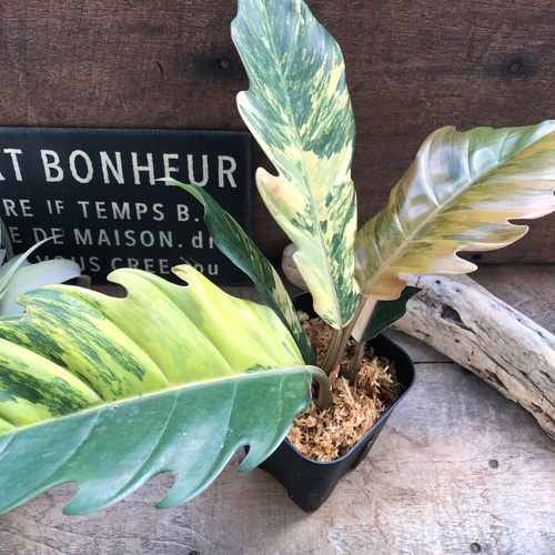 キャラメルマーブルバリエガータ♡希少♡フィロデンドロン♡観葉植物