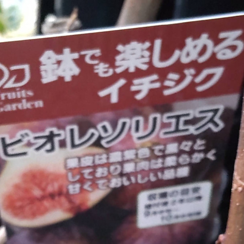 黒イチジク【ビオレソリエス】甘さと香りが抜群に良く、市場にほとんど