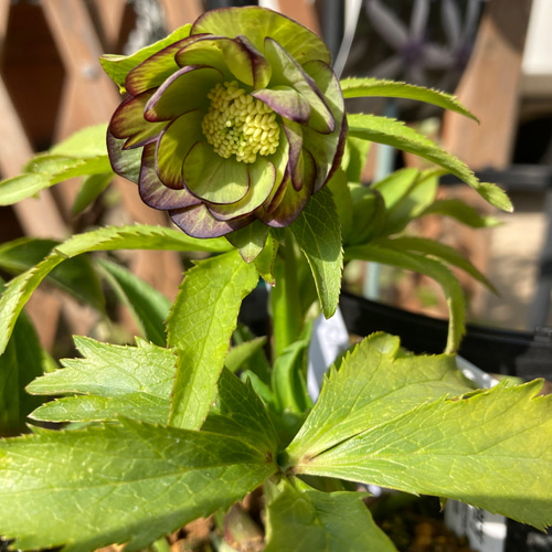クリスマスローズ 原種hyb 多肉植物 植花夢 通販 18839804｜Creema
