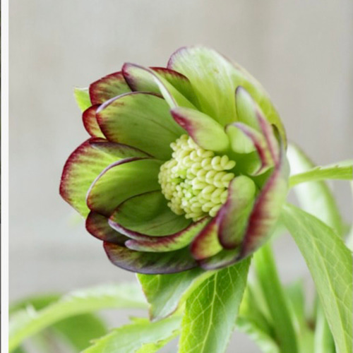 クリスマスローズ 原種hyb 多肉植物 植花夢 通販 18839804｜Creema