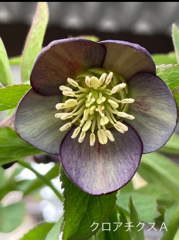 クリスマスローズ原種クロアチクス 【公式通販】