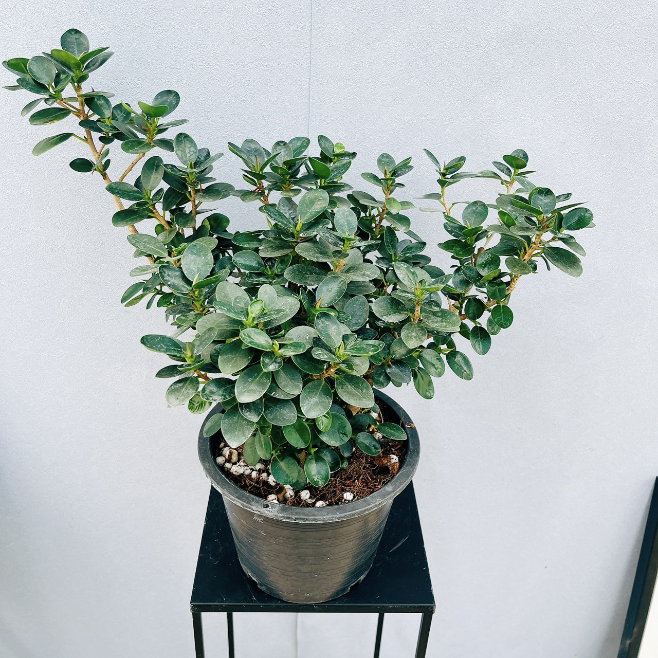 ［現品］【希少】9番　コパンダガジュマル　7号　観葉植物　室内　レア　ゴムの木 現品］【希少】9番 コパンダガジュマル 7号 観葉植物 室内 レア