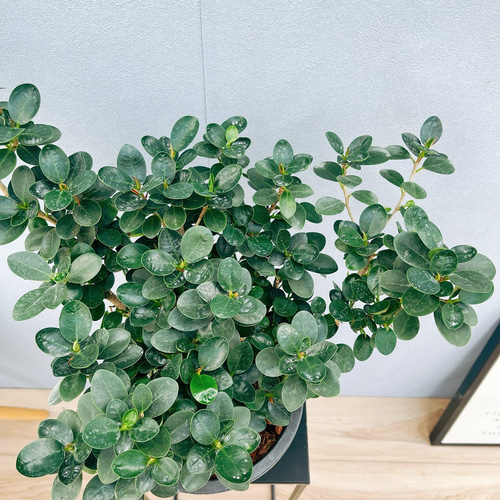 現品］【希少】9番 コパンダガジュマル 7号 観葉植物 室内 レア