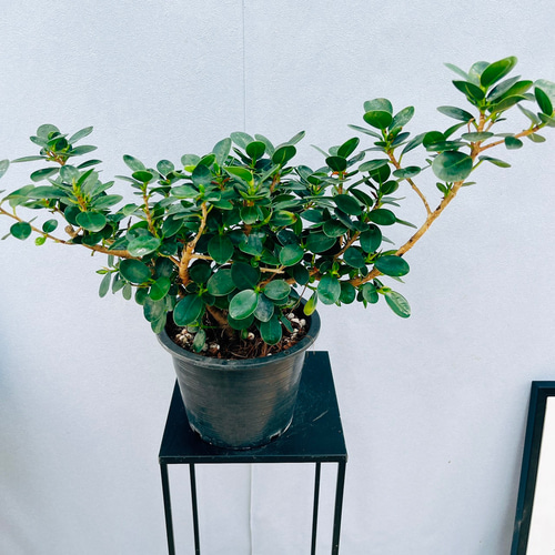 コパンダガジュマル　フィカス　植物　盆栽　インテリア チャーム（ペット） （観葉植物）インテリア フィカス コパンダ