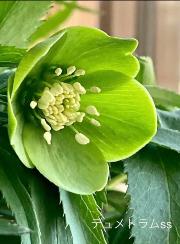 クリスマスローズ 原種hyb 多肉植物 植花夢 通販 18843203 クリスマスローズ 原種hyb 多肉植物 植花夢 通販 18843203