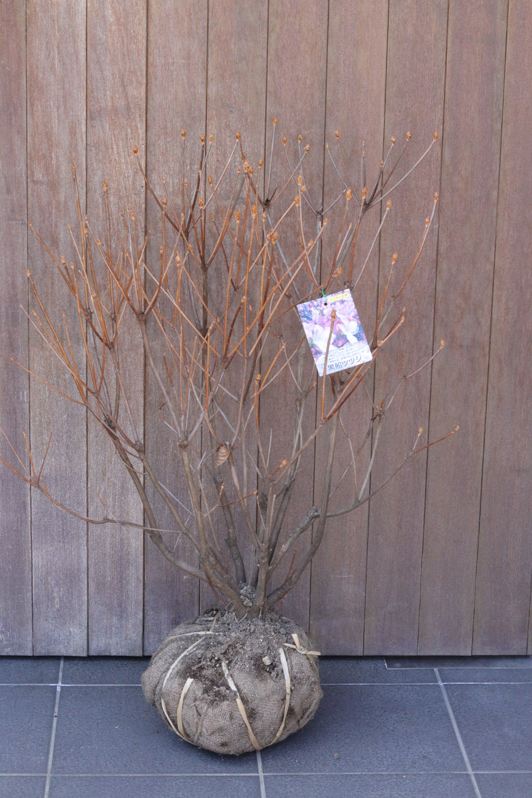 大人気品種❤︎大株❤︎ピンクのお花❤︎黒船ツツジ