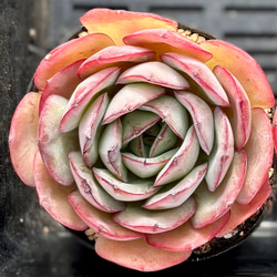 プリズム 多肉植物 多肉植物 プクニク 通販 12930608｜Creema(クリーマ)