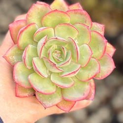 多*ん様 K1167　キャンデー　52株　多肉植物 抜き苗 エケベリア 韓国苗 SALE】バブルキャンディ 大株群生 韓国苗 多肉植物 多肉植物 プクニク