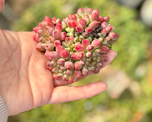 ま*す様 D780 花火 105苗 土付き 多肉植物 エケベリア 韓国苗 ま*す様 D780 花火 105苗 土付き 多肉植物 エケベリア 韓国苗