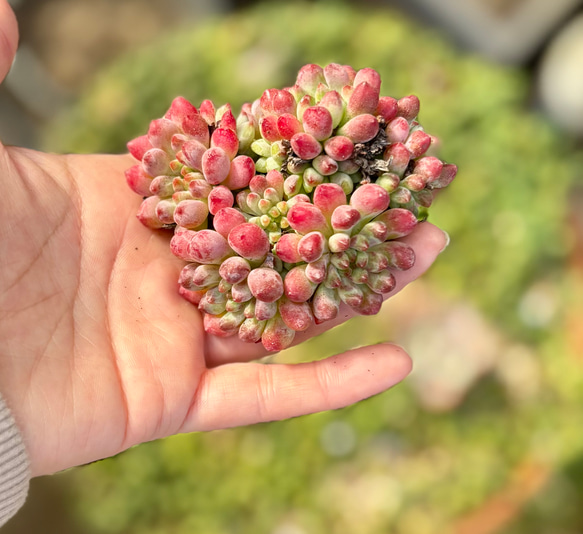 花火 群生 韓国苗 多肉植物 多肉植物 プクニク 通販 18845089