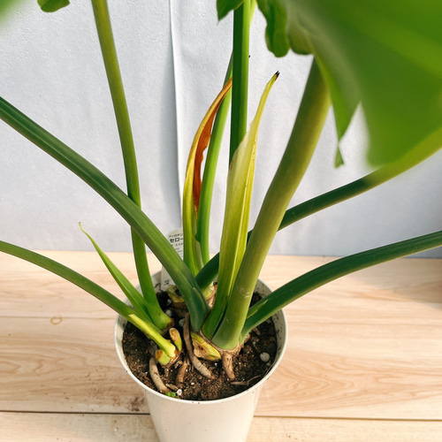 現品］6A フィロデンドロン セローム 6号 観葉植物 室内