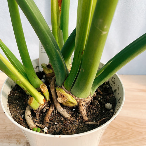 現品］6A フィロデンドロン セローム 6号 観葉植物 室内