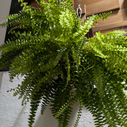 【送料無料】 ネフロレピス ツデー ［板付/人気］【インテリアグリーン・インドアグリーン】 2枚目の画像