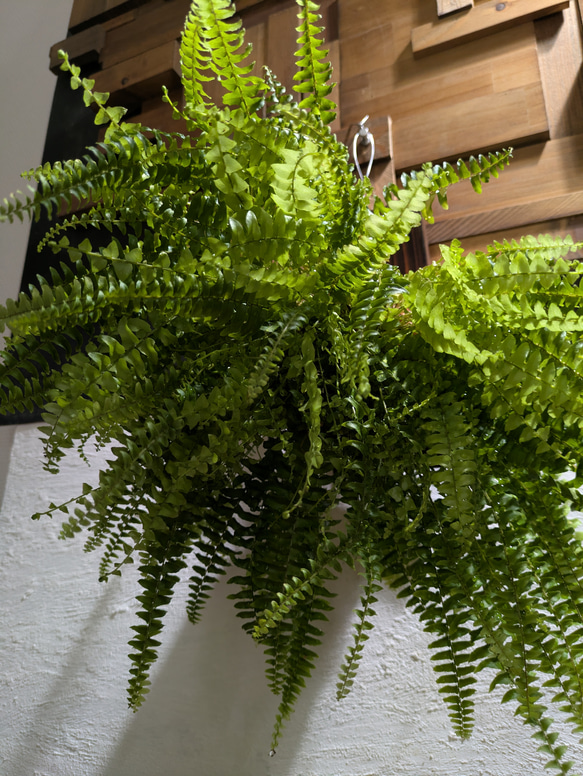 【送料無料】 ネフロレピス ツデー ［板付/人気］【インテリアグリーン・インドアグリーン】 2枚目の画像