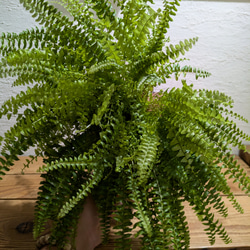 【送料無料】 ネフロレピス ツデー ［板付/人気］【インテリアグリーン・インドアグリーン】 4枚目の画像