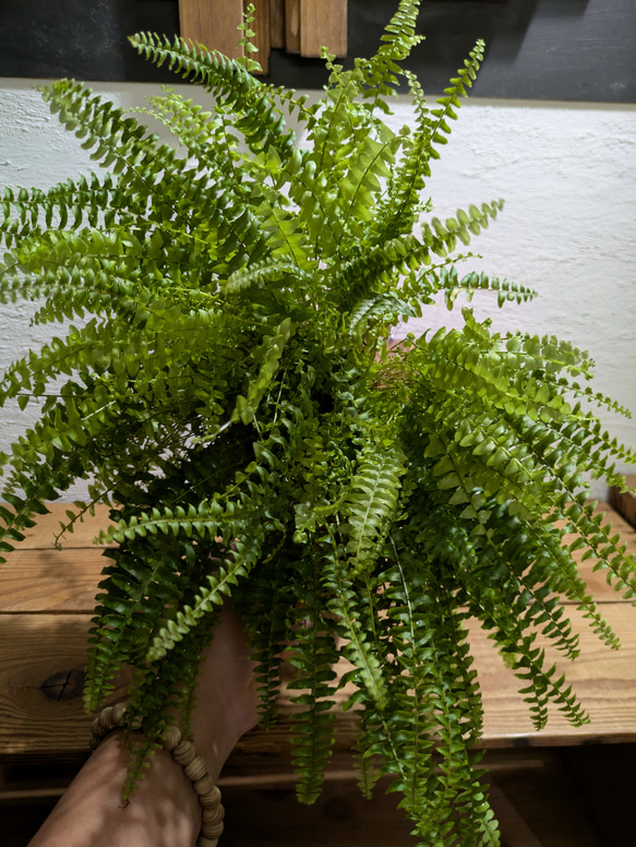 【送料無料】 ネフロレピス ツデー ［板付/人気］【インテリアグリーン・インドアグリーン】 4枚目の画像