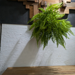 【送料無料】 ネフロレピス ツデー ［板付/人気］【インテリアグリーン・インドアグリーン】 3枚目の画像